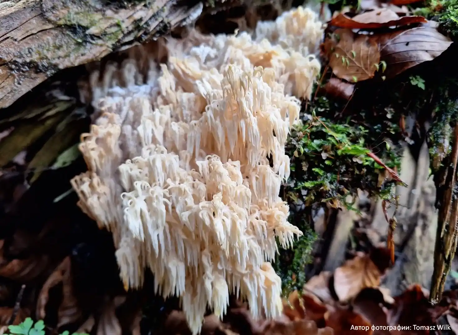 Ежовик альпийский (Hericium flagellum)