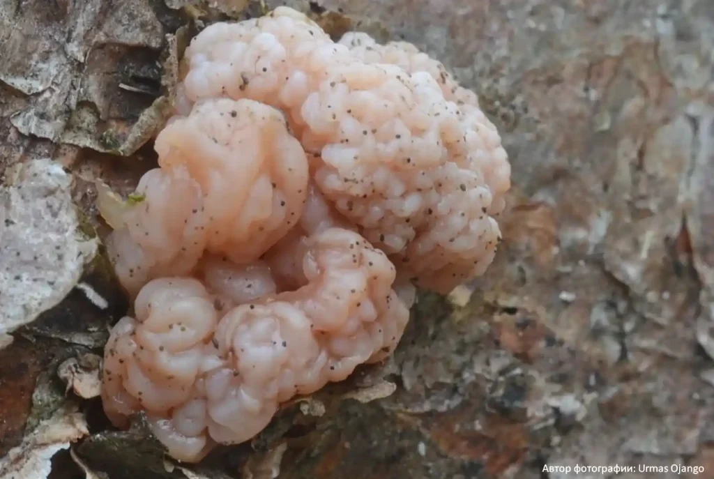 Дрожалка мозговая (Tremella encephala)