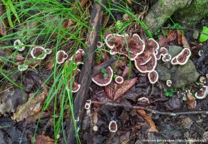 Ежовик полосатый (Hydnellum concrescens)