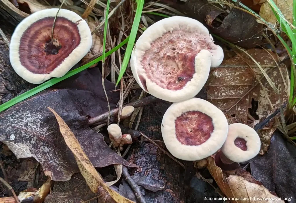 Ежовик полосатый (Hydnellum concrescens)