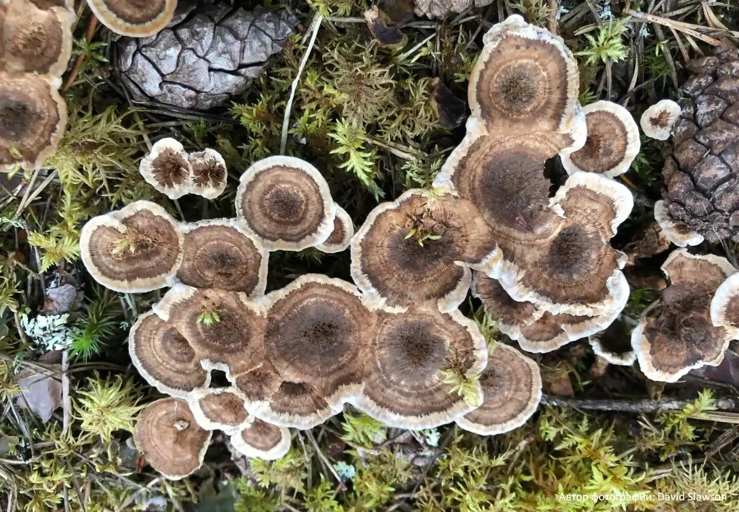 Ежовик полосатый (Hydnellum concrescens)