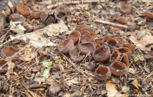 Думонтиния шишковатая (Dumontinia tuberosa)