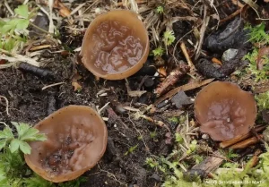 Думонтиния шишковатая (Dumontinia tuberosa)