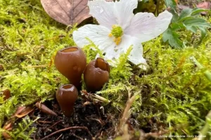 Думонтиния шишковатая (Dumontinia tuberosa)