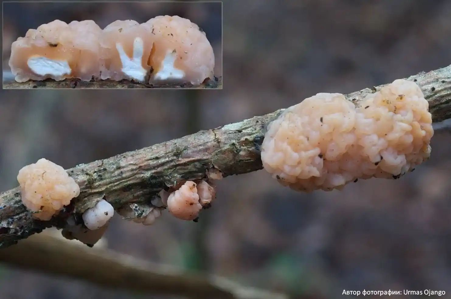 Дрожалка мозговая (Tremella encephala)