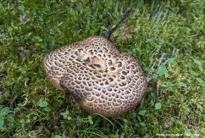 Ежовик пестрый (Sarcodon imbricatus)