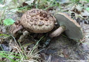 Ежовик пестрый (Sarcodon imbricatus)