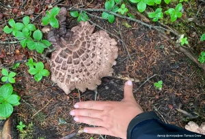 Ежовик пестрый (Sarcodon imbricatus)