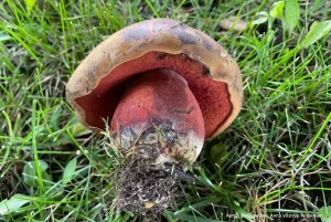 Дубовик крапчатый (Neoboletus erythropus)