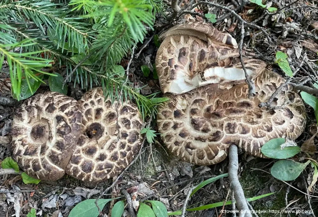 Ежовик пестрый (Sarcodon imbricatus)