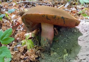 Дубовик крапчатый (Neoboletus erythropus)