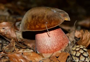 Дубовик крапчатый (Neoboletus erythropus)