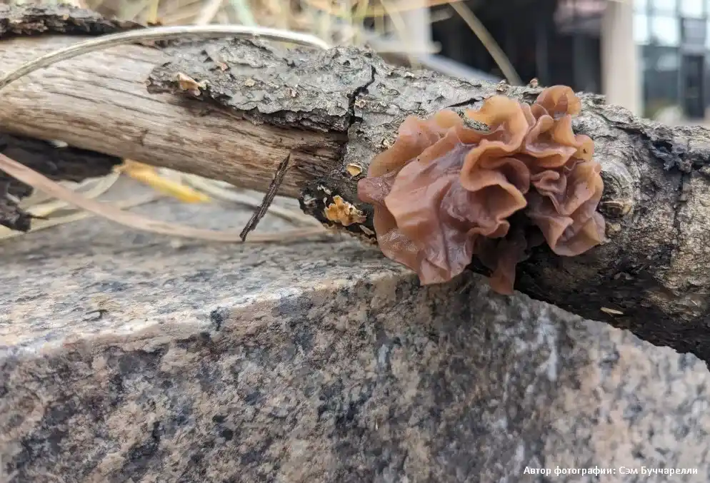 Дрожалка листоватая (Phaeotremella foliacea)