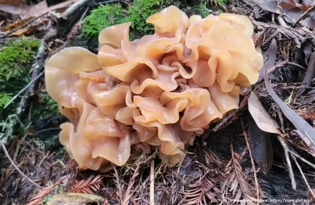 Дрожалка листоватая (Phaeotremella foliacea)