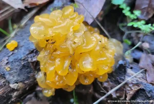 Дрожалка оранжевая (Tremella mesenterica)