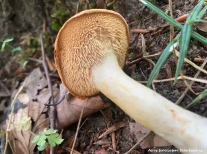 Ежовик красновато-желтый (Hydnum rufescens)