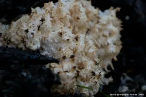 Ежовик коралловидный (Hericium coralloides)