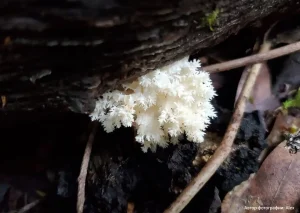 Ежовик коралловидный (Hericium coralloides)