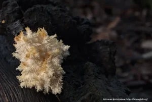 Ежовик коралловидный (Hericium coralloides)