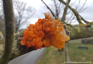 Дрожалка оранжевая (Tremella mesenterica)