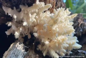 Ежовик коралловидный (Hericium coralloides)