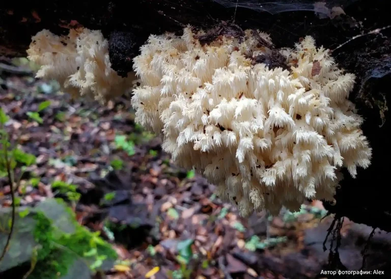 Ежовик коралловидный (Hericium coralloides)