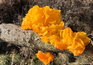 Дрожалка оранжевая (Tremella mesenterica)