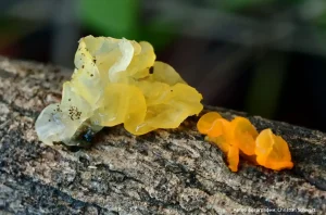 Дрожалка оранжевая (Tremella mesenterica)