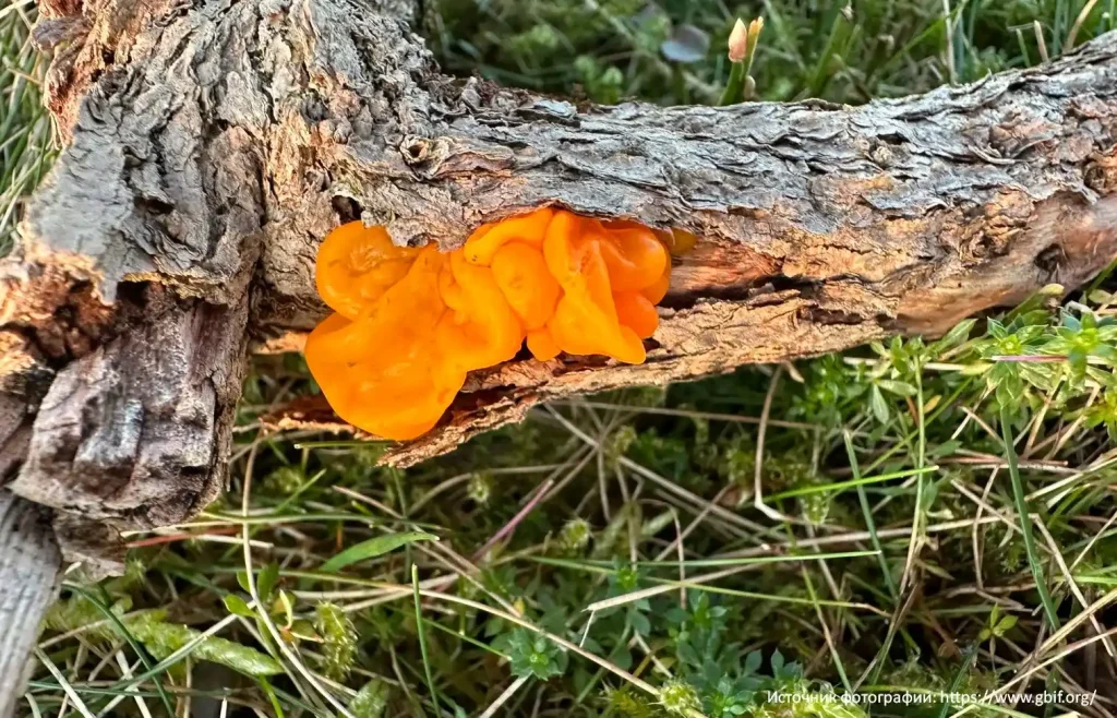 Дрожалка оранжевая (Tremella mesenterica)