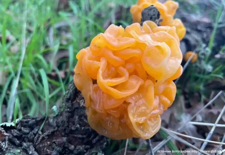 Дрожалка оранжевая (Tremella mesenterica)