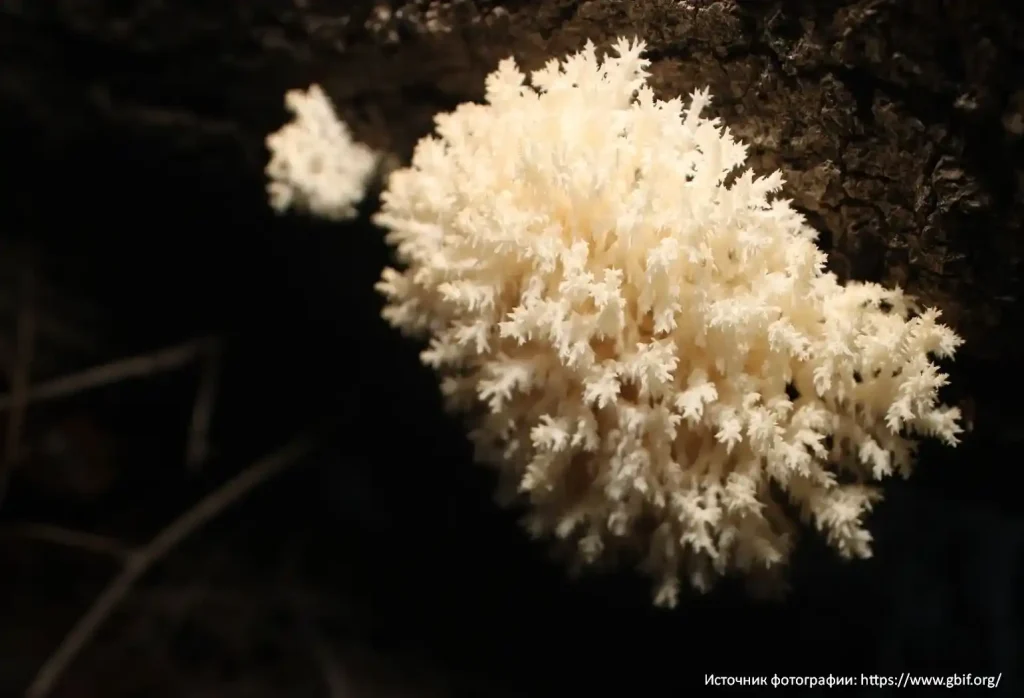 Ежовик коралловидный (Hericium coralloides)