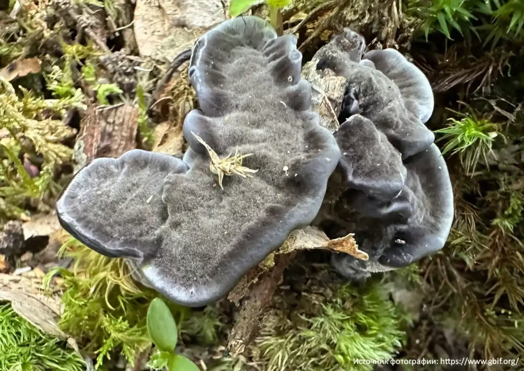 Ежовик черный (Phellodon niger)