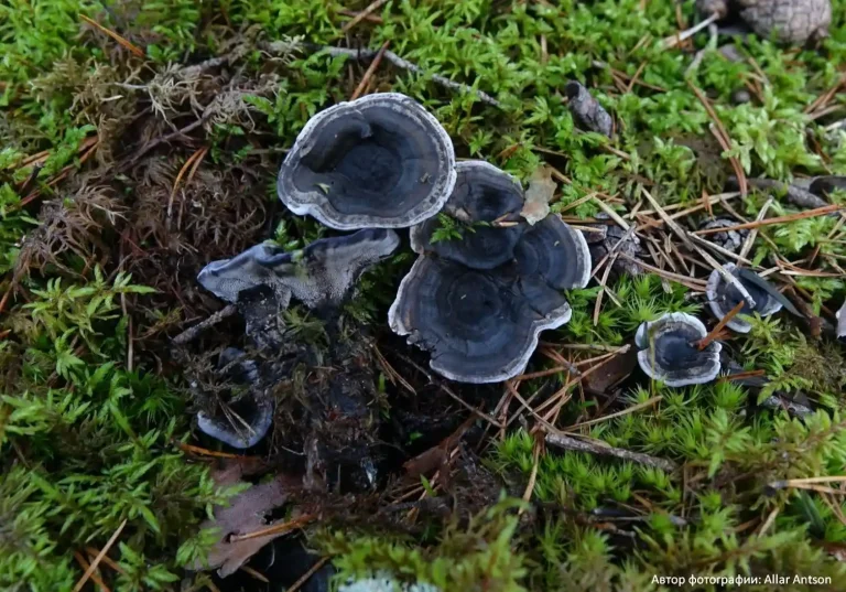 Ежовик черный (Phellodon niger)