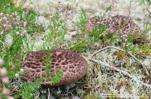 Ежовик чешуйчатый (Sarcodon squamosus)