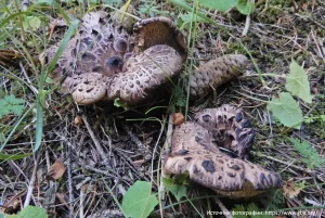 Ежовик чешуйчатый (Sarcodon squamosus)