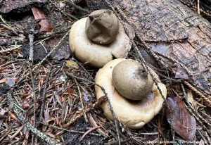 Звездовик бахромчатый (Geastrum fimbriatum)