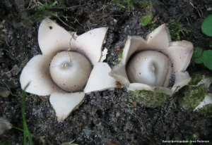 Звездовик бахромчатый (Geastrum fimbriatum)