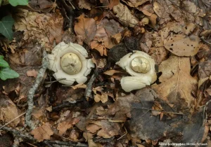 Звездовик бахромчатый (Geastrum fimbriatum)