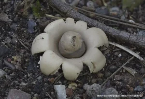 Звездовик бахромчатый (Geastrum fimbriatum)