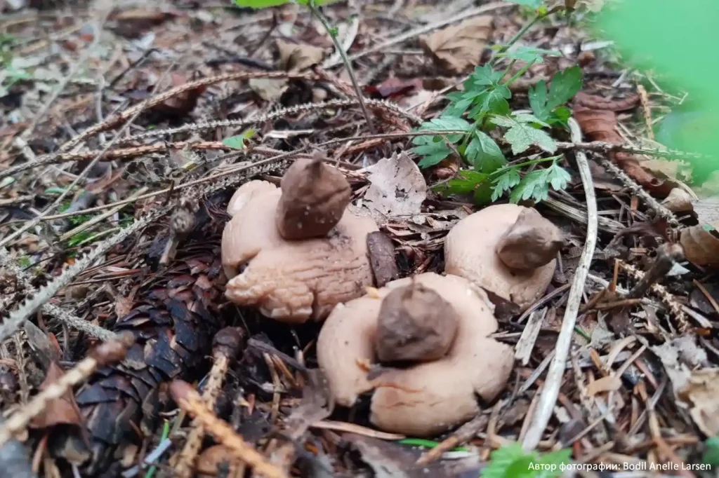 Звездовик бахромчатый (Geastrum fimbriatum)