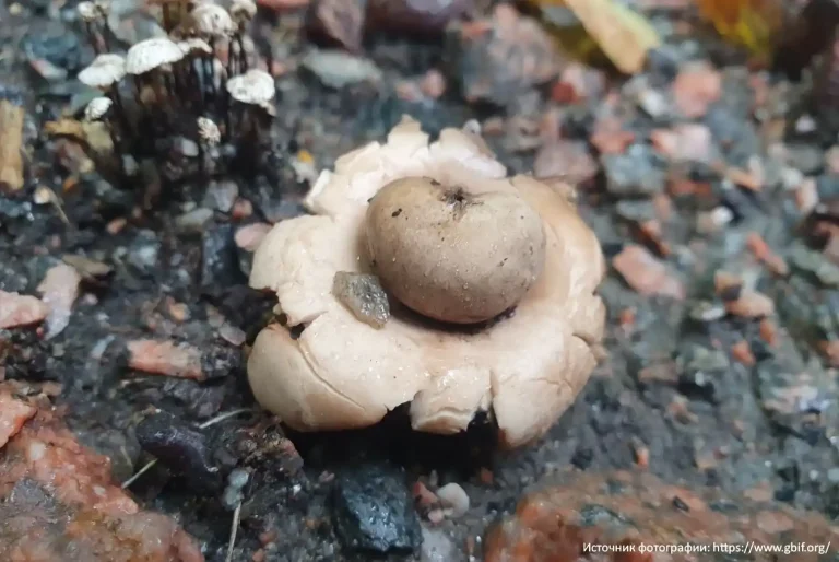 Звездовик бахромчатый (Geastrum fimbriatum)