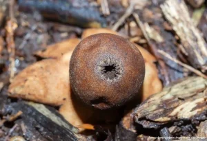 Звездовик увенчанный (Geastrum coronatum)