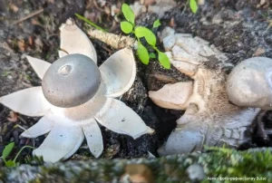 Звездовик увенчанный (Geastrum coronatum)