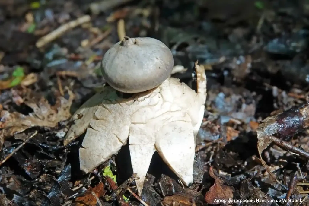 Звездовик увенчанный (Geastrum coronatum) 