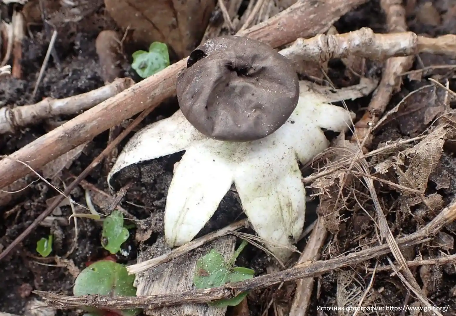 Звездовик увенчанный (Geastrum coronatum)