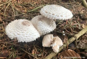 Зонтик девичий (Leucoagaricus nympharum)