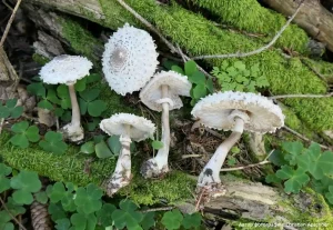 Зонтик девичий (Leucoagaricus nympharum)