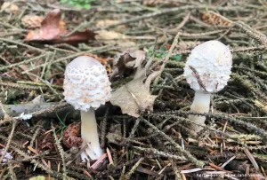 Зонтик девичий (Leucoagaricus nympharum)