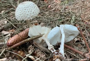 Зонтик девичий (Leucoagaricus nympharum)