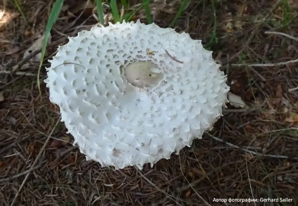 Зонтик девичий (Leucoagaricus nympharum)